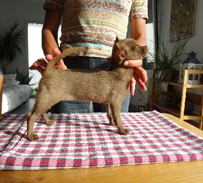 Étalon Chihuahua - Uana (Sans Affixe)