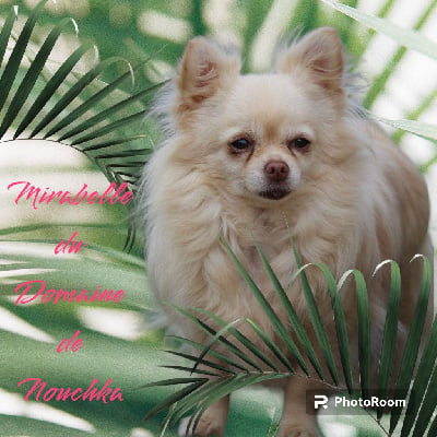 Étalon Chihuahua - Mirabelle Du Paradis De Nouchka