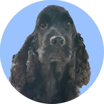 Étalon Cocker Spaniel Anglais - Pagaille Des Hurlevents De Nuas