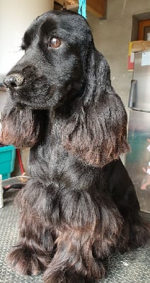 Étalon Cocker Spaniel Anglais - Paloma du domaine de Std Gladyce