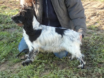 Étalon Cocker Spaniel Anglais - Rena Ar Ti Marellek