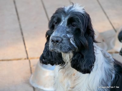 Étalon Cocker Spaniel Anglais - Tendre idylle de la légende des elfes