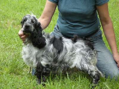 Étalon Cocker Spaniel Anglais - Pureza Ar Ti Marellek