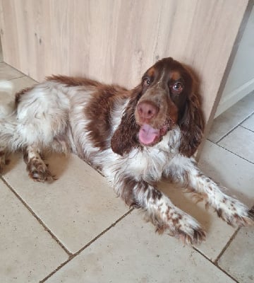 Étalon Cocker Spaniel Anglais - Tri martolod des dames de la forêt barrade