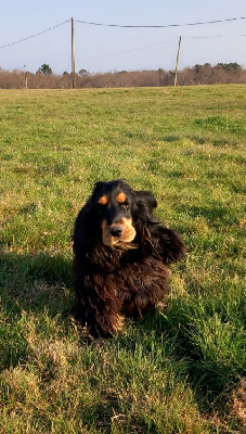 Thor Des Pinscheboules