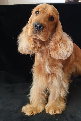 Étalon Cocker Spaniel Anglais - Tabata du domaine de Std Gladyce