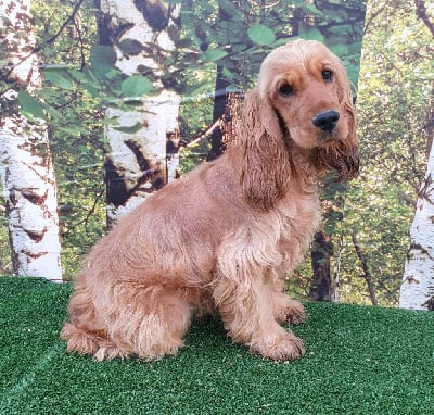 Étalon Cocker Spaniel Anglais - Taly du domaine de Std Gladyce