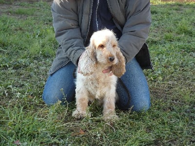 Étalon Cocker Spaniel Anglais - Rixie Ar Ti Marellek