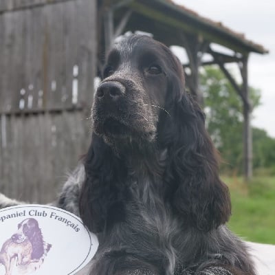 Étalon Cocker Spaniel Anglais - Tudo bem de la rivière d'opale