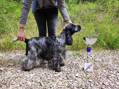 Étalon Cocker Spaniel Anglais - Pretty girl of Shaggy Love