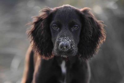 Étalon Cocker Spaniel Anglais - Rita of Glharama