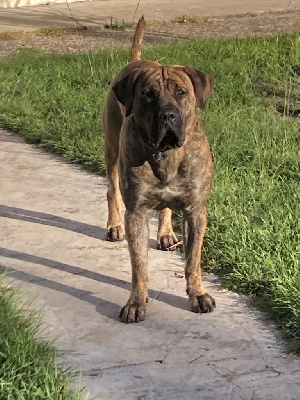 Étalon Dogo Canario - Sweety des Hydres des Mares