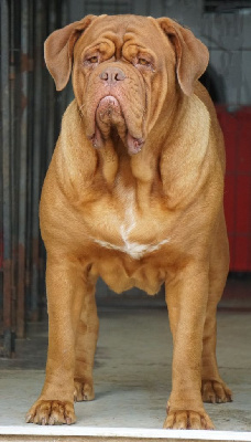 Étalon Dogue de Bordeaux - Pippa Des Titans Des Peupliers