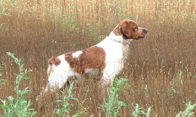 TR. CH. Texas De la plaine marat