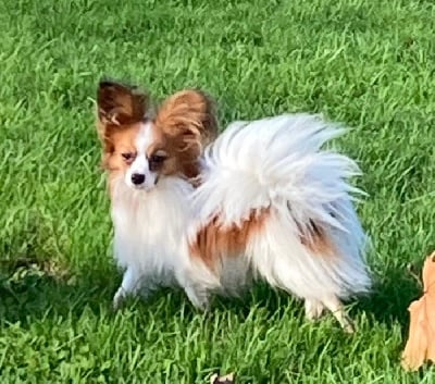 Étalon Epagneul nain Continental (Papillon) - Spock leo gold sun De Govalco