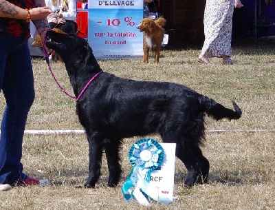 Étalon Flat Coated Retriever - Angel Undercover The time of my life
