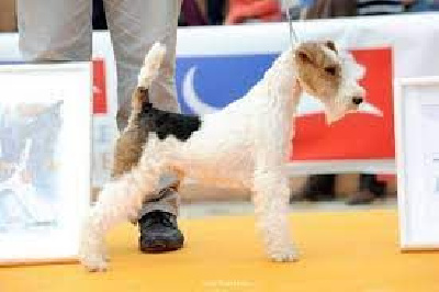 Étalon Fox Terrier Poil Dur - Liszt d hondrecoutre