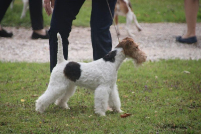 Étalon Fox Terrier Poil Dur - Riga D'hondrecoutre
