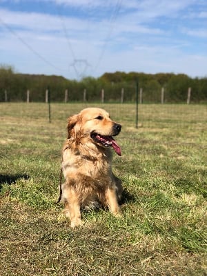 Étalon Golden Retriever - Shaka-ponk de la Gabrière