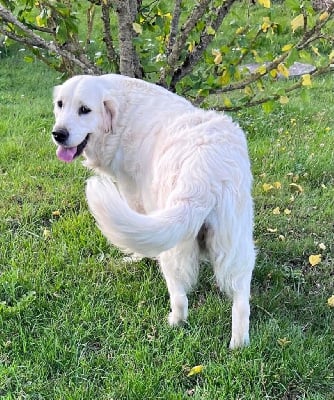 Étalon Golden Retriever - Topaze De La Haute Chaloupiere