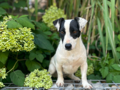 Étalon Jack Russell Terrier - Sofia Des Terriers Du Large