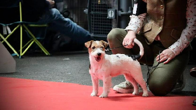 Étalon Jack Russell Terrier - Sydney Des Joyaux De La Pompadour