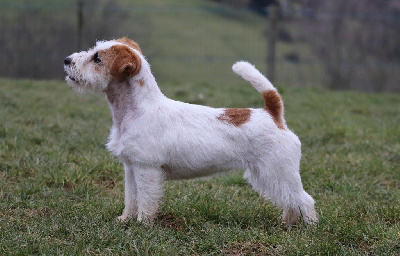 Étalon Jack Russell Terrier - Signature by russtyles du Vallon de l'Alba