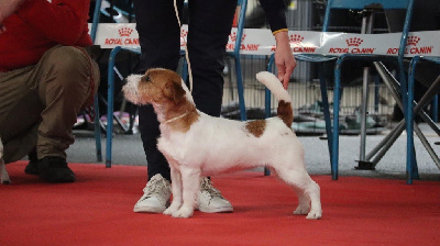 Étalon Jack Russell Terrier - Sequel russtyles du Vallon de l'Alba