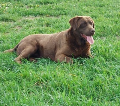 Étalon Labrador Retriever - Prune by mikkie Du Pomayrol