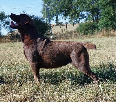 Étalon Labrador Retriever - Lily pomayrol aronalex