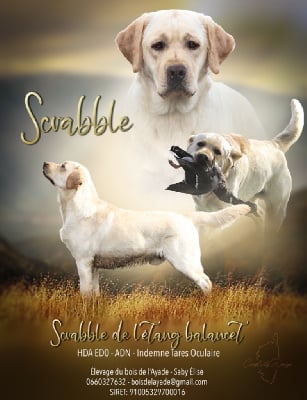 Étalon Labrador Retriever - Scrabble De L'Etang Balancet