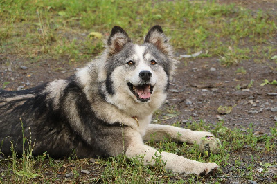 Étalon Laika de iakoutie - Sueur froide plume artik