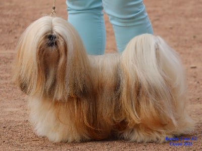 Étalon Lhassa Apso - secret security Valerie crazy success