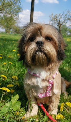 Étalon Lhassa Apso - Titre Initial Sally du hameau de crecques