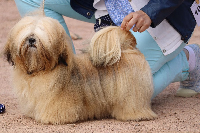 Étalon Lhassa Apso - Magic spell azurowa amhara