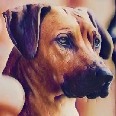 Étalon Rhodesian Ridgeback - Faira kamili roses De Kergantic