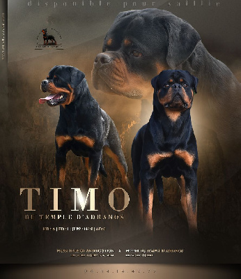 Étalon Rottweiler - Timo Du Temple D'Adranos