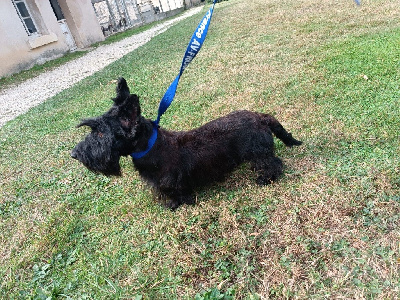 Étalon Scottish Terrier - Sornette du Moulin de la Terrasse