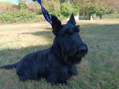 Étalon Scottish Terrier - Ramses du Moulin de la Terrasse