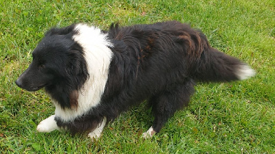 Étalon Shetland Sheepdog - Suzie De la foret des reves bleus