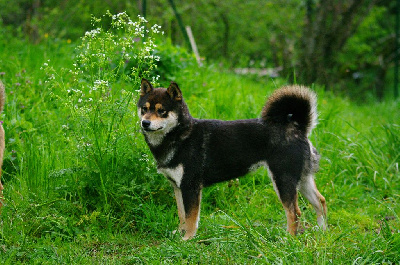 Étalon Shiba - Rocket dog De La Tanière De Saint Loup