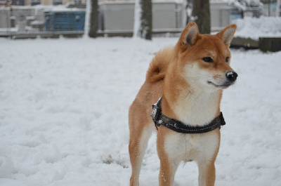 Étalon Shiba - Moka Rakuen Oka