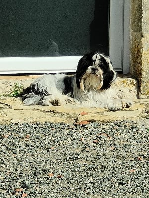 Étalon Shih Tzu - Talice De La Jaminerie