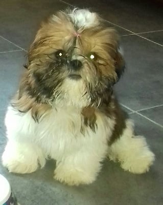 Étalon Shih Tzu - Thalya De la baie de pempoul