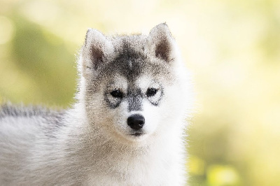 Étalon Siberian Husky - Keeper Show Ultimate shade