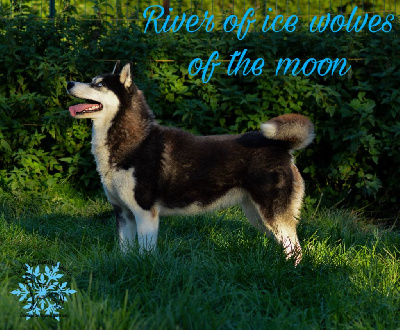 Étalon Siberian Husky - River of ice Wolves Of The Moon