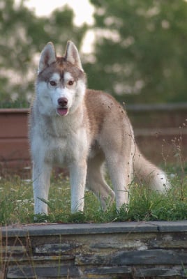 Étalon Siberian Husky - Tohele Of Wolves Children Of The Moon