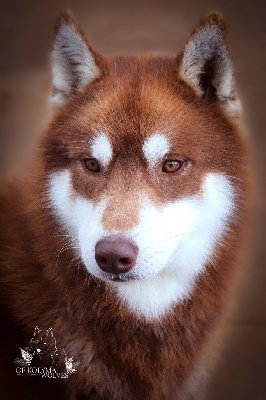 Étalon Siberian Husky - Thorne Of Kolyma Wolves