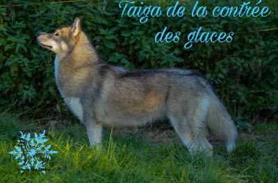 Étalon Siberian Husky - Taïga De La Contrée Des Glaces