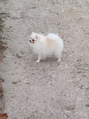 Étalon Spitz allemand - Sisi imperatrice blanche brachy blanche